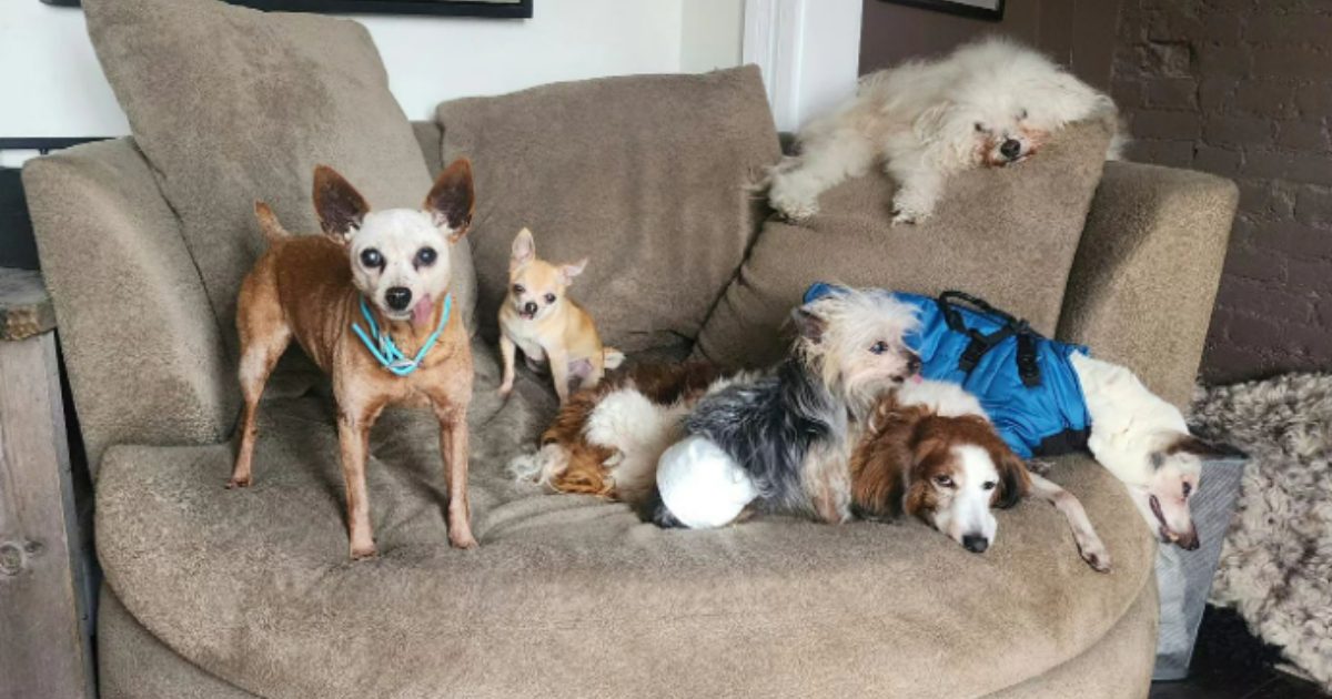 Pensionato adotta solamente cani anziani: “Li faccio sentire amati”