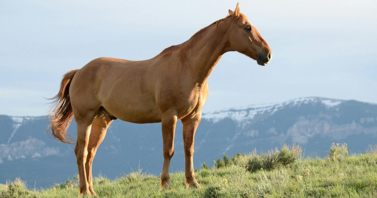 Cerca di nascondere un cavallo rubato nel suo appartamento al terzo piano