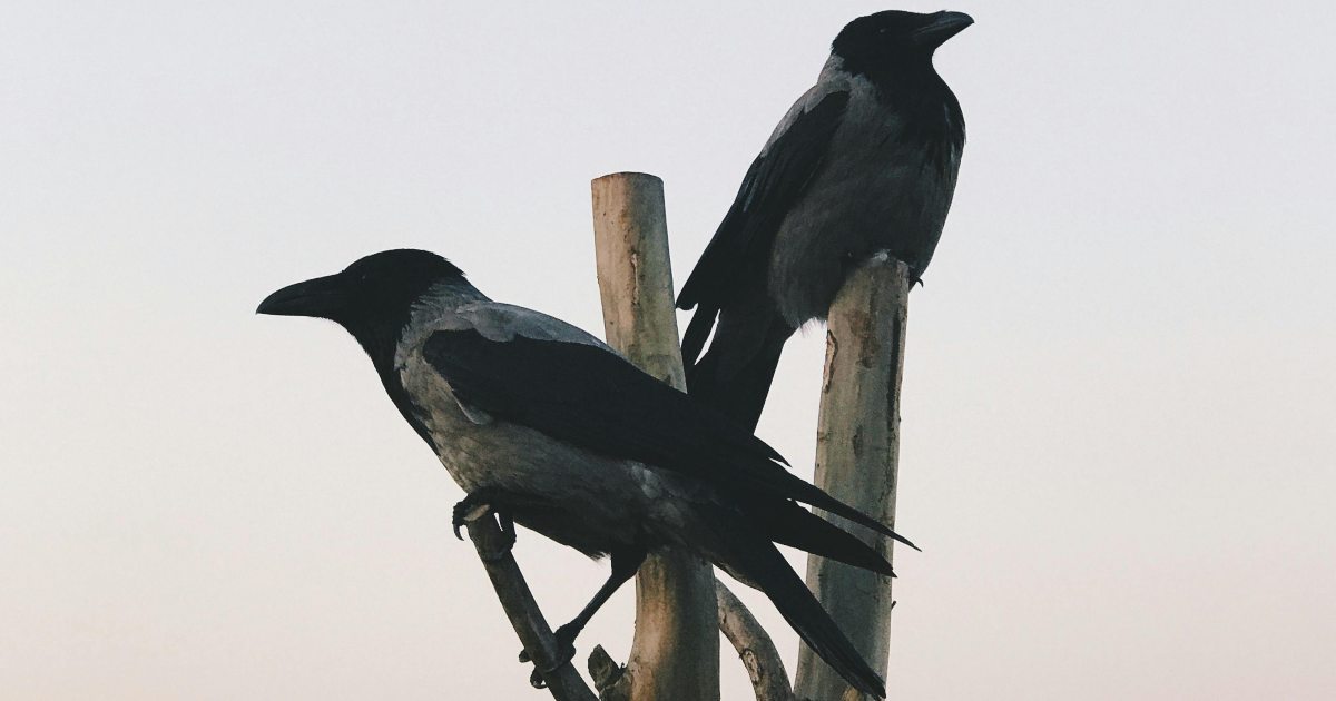 La storia d’amore di due corvi ha commosso il mondo intero