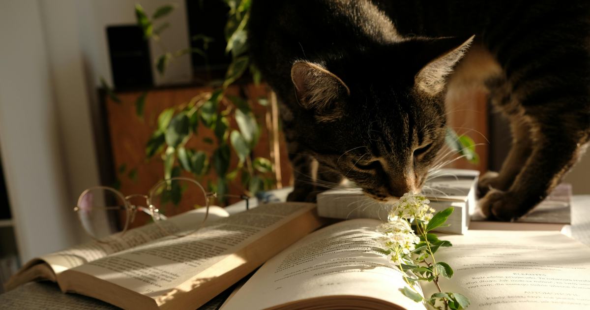 Queste biblioteche accettano immagini di gatti in cambio di libri in ritardo