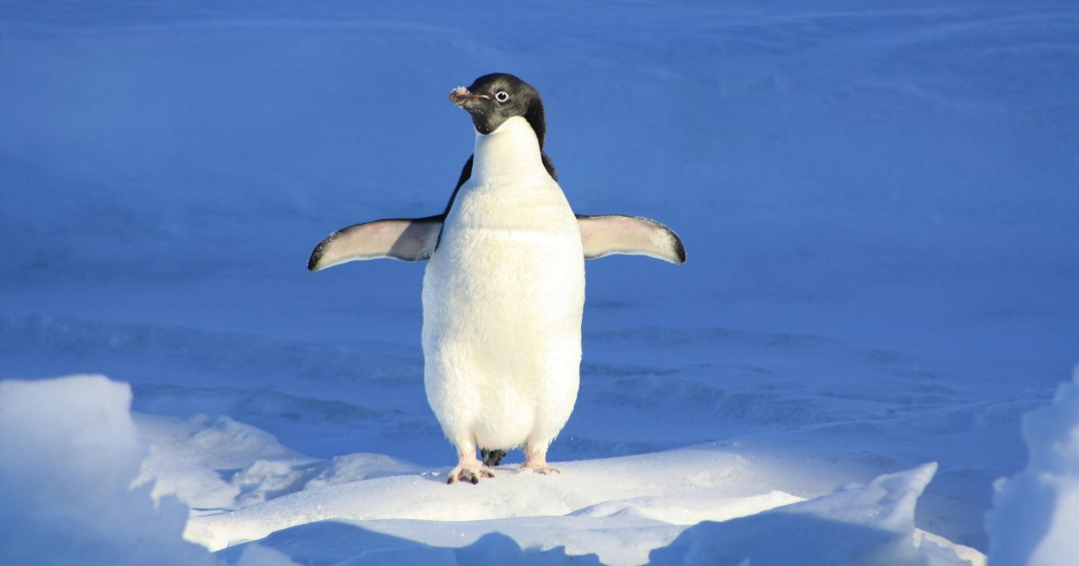 Sapevi che i pinguini si addormentano improvvisamente migliaia di volte al giorno?