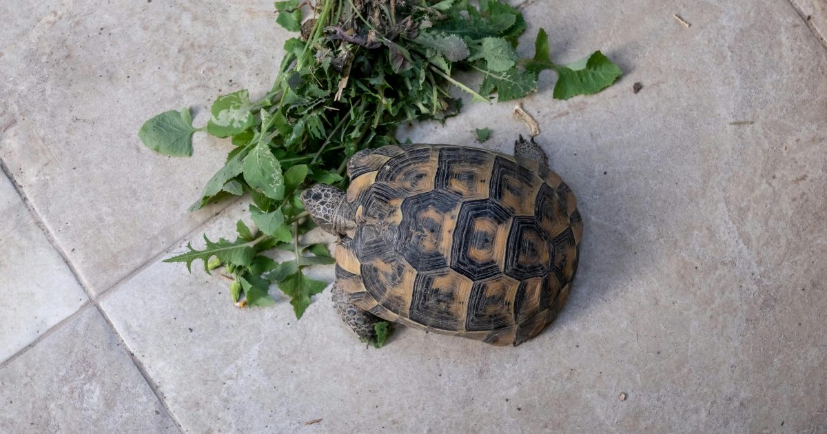 Questa tartaruga con la corazza ferita è stata salvata grazie ad un guscio fatto con una stampante 3D
