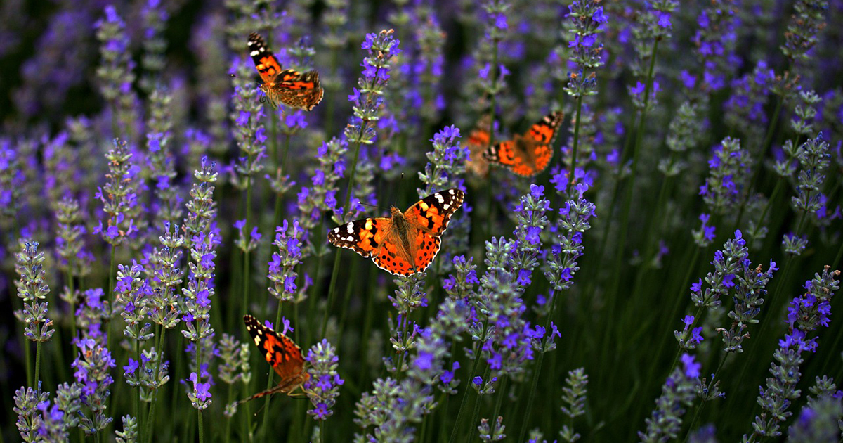 Il semplice trucco con cui aumentare del 93% le farfalle nel tuo giardino