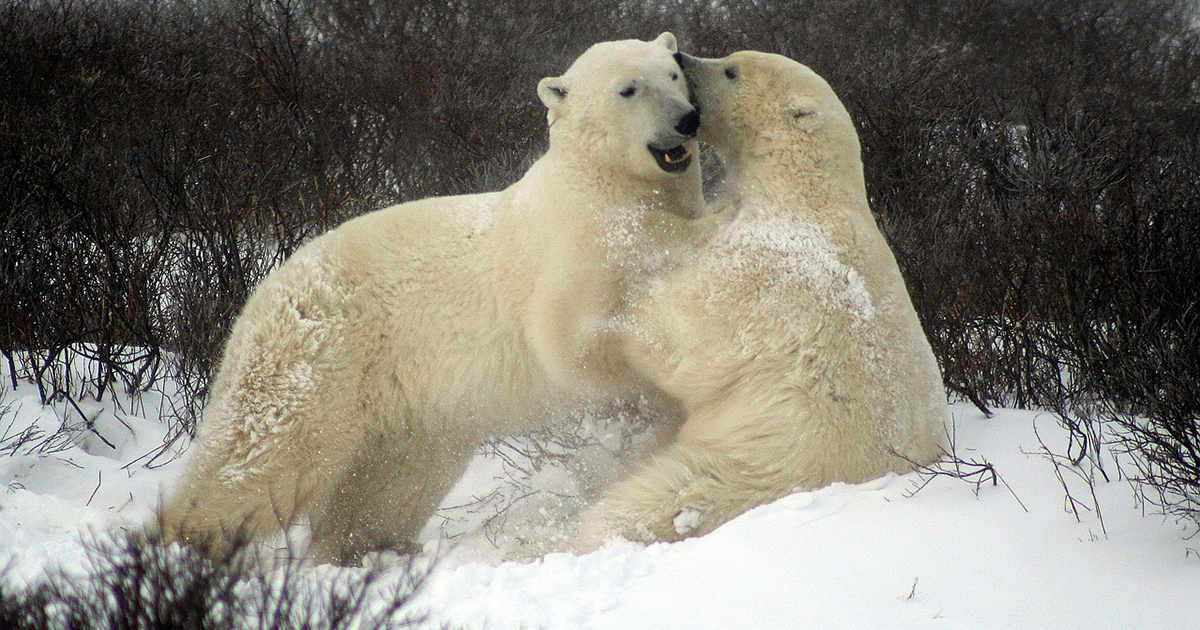 Due orsi polari giocano in acqua al tiro alla fune [+VIDEO]