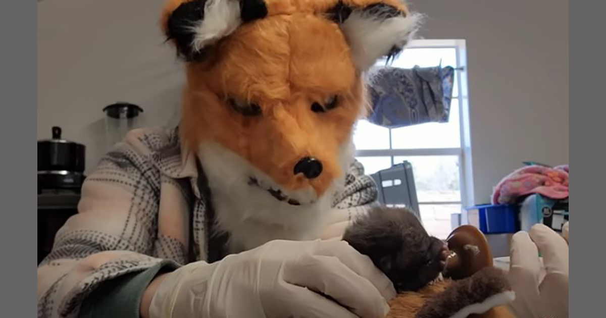 Veterinario si traveste da volpe per accudire un cucciolo appena nato [+VIDEO]