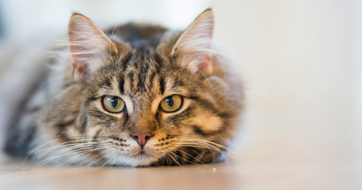 Ora è ufficiale: i gatti sanno dove sei anche se non ti vedono