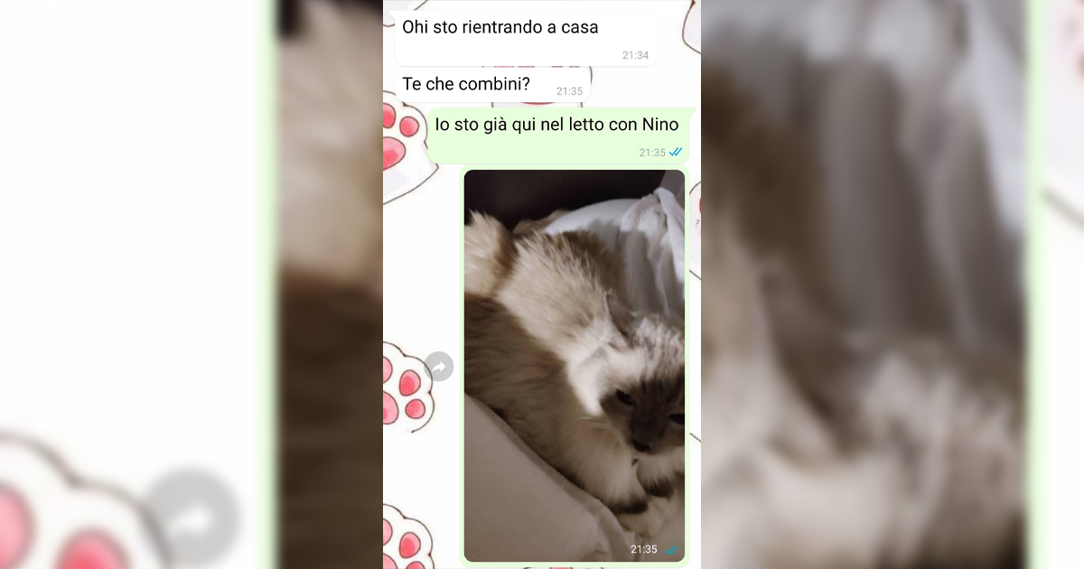 Il gatto nel letto