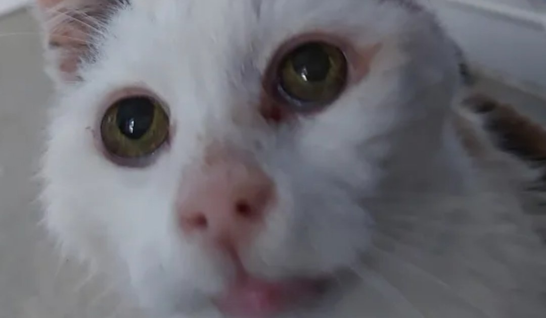 Questo gattino scomparso dopo 12 anni è tornato a casa
