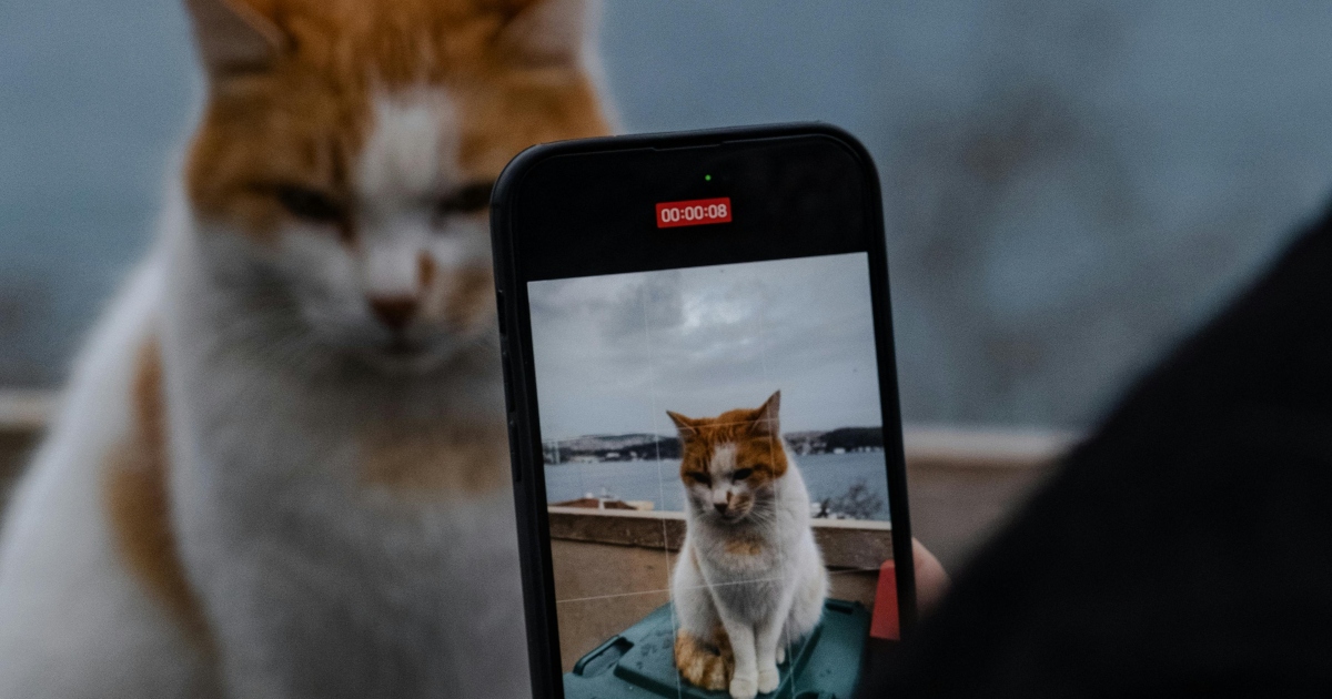 Guardare video di gatti fa bene alla salute: lo studio