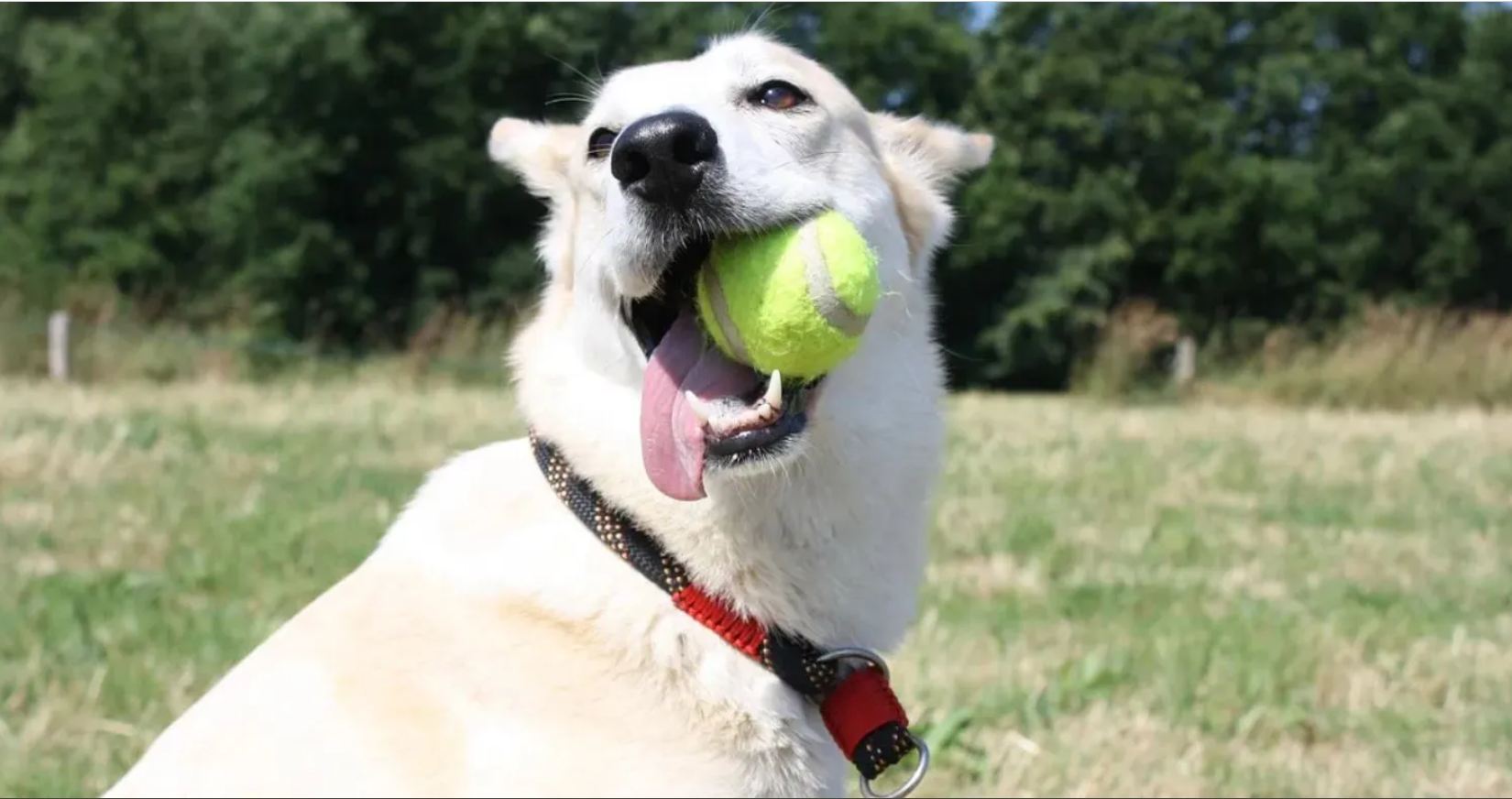 “Il mio cane ha ingannato un altro cane per avere la sua palla preferita”