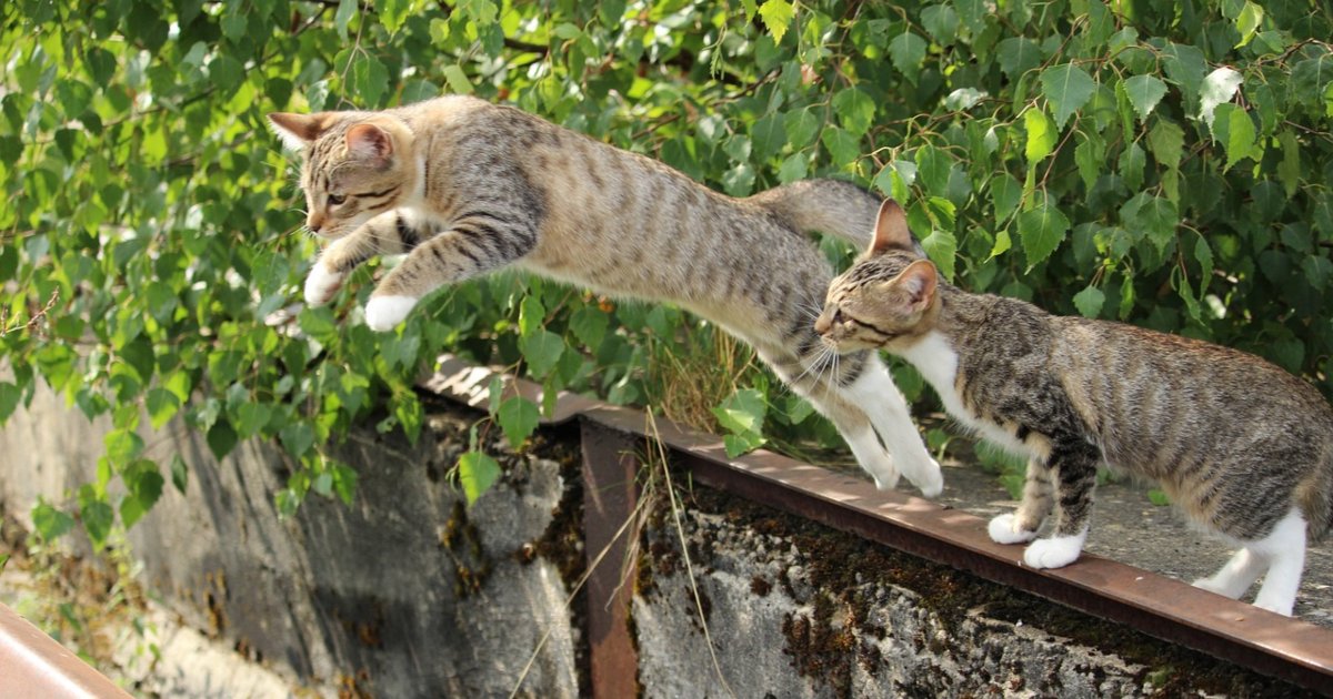 È vero che i gatti cadono sempre in piedi?