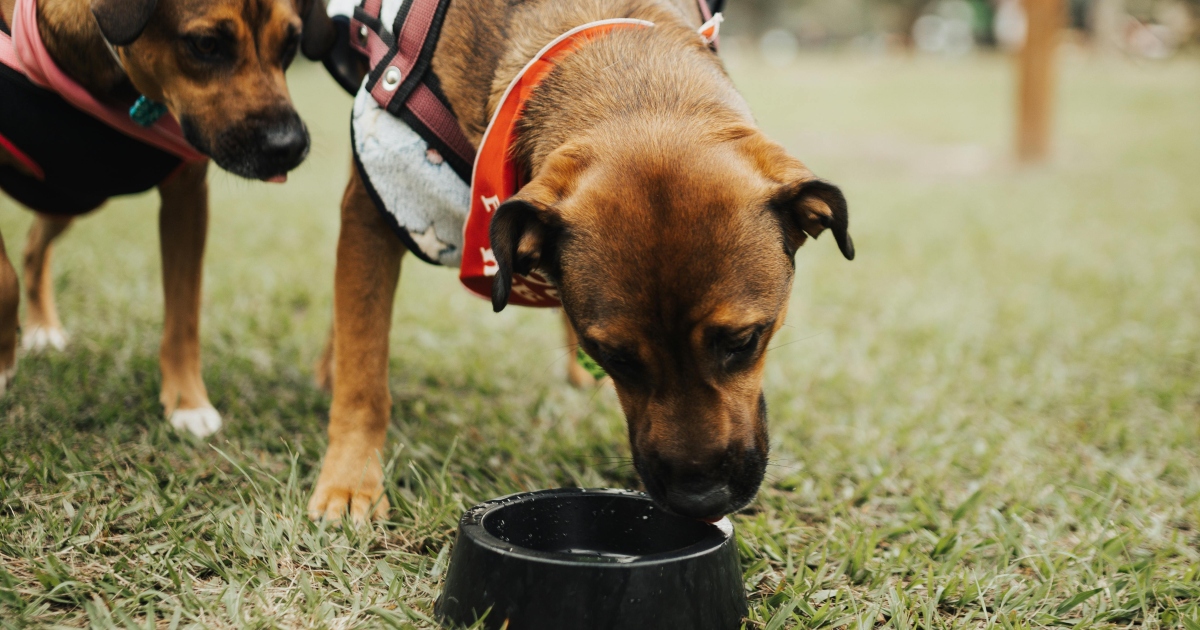 Non far bere il tuo cane dalle ciotole pubbliche: tutti i rischi