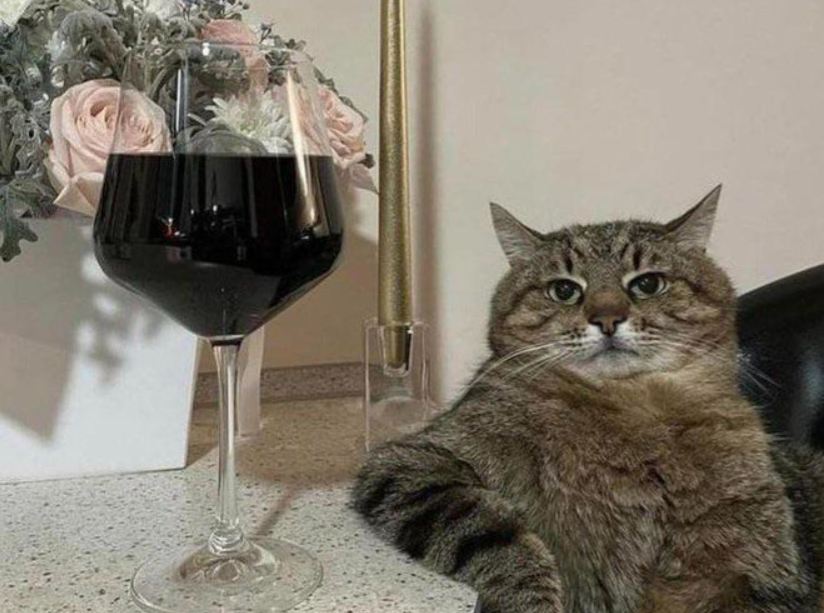 Dal Giappone arriva il primo vino per gatti