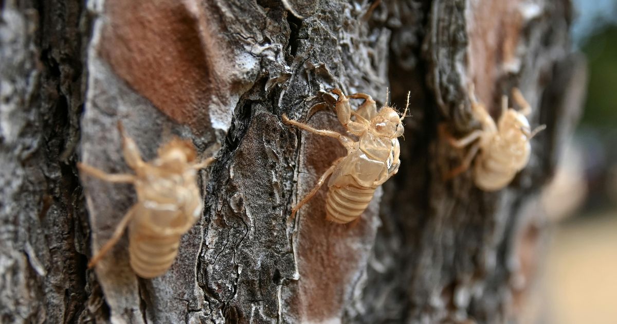 Pioggia cicale