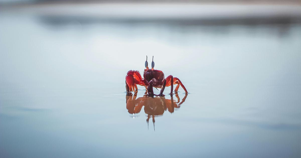 Scienziato condivide le immagini di un cucciolo di granchio, il video diventa virale [+VIDEO]