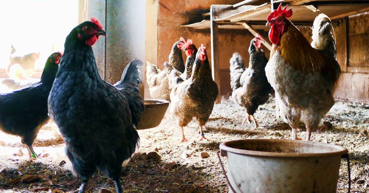 Padrone di casa scioccato nello scoprire che il suo appartamento in affitto è stato trasformato in pollaio