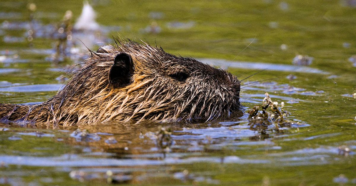 I castori impiegano 2 giorni per costruire dighe che il governo stava pianificando da 7 anni