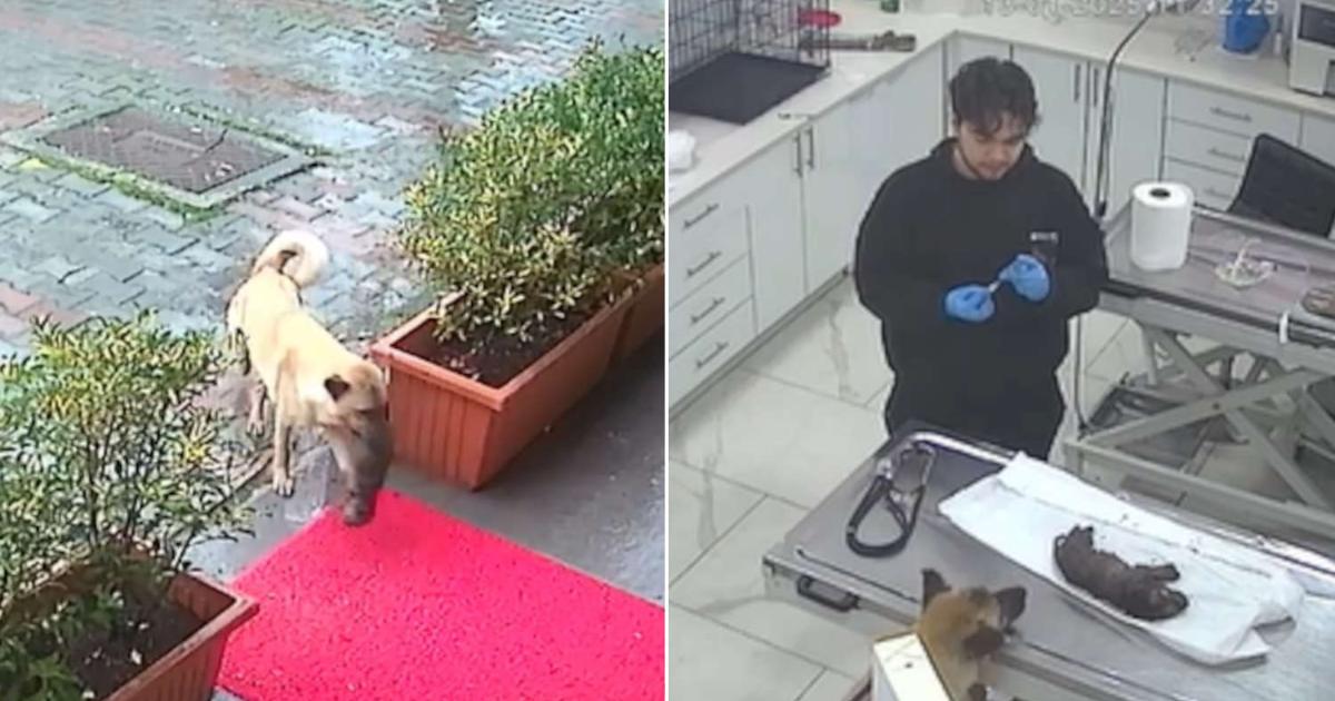 Cagnolona randagia porta il suo cucciolo alla clinica veterinaria per farlo curare [+VIDEO]