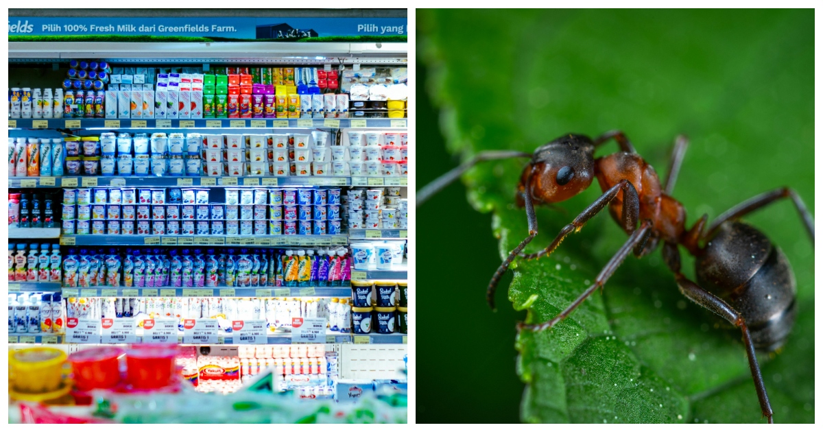 Sapevi che esiste lo yogurt di formica? Ecco dove gustarlo
