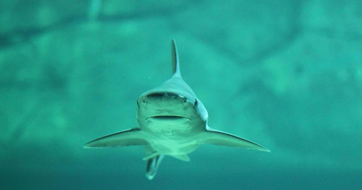 Un cucciolo di squalo nasce in un acquario che ospita solo femmine