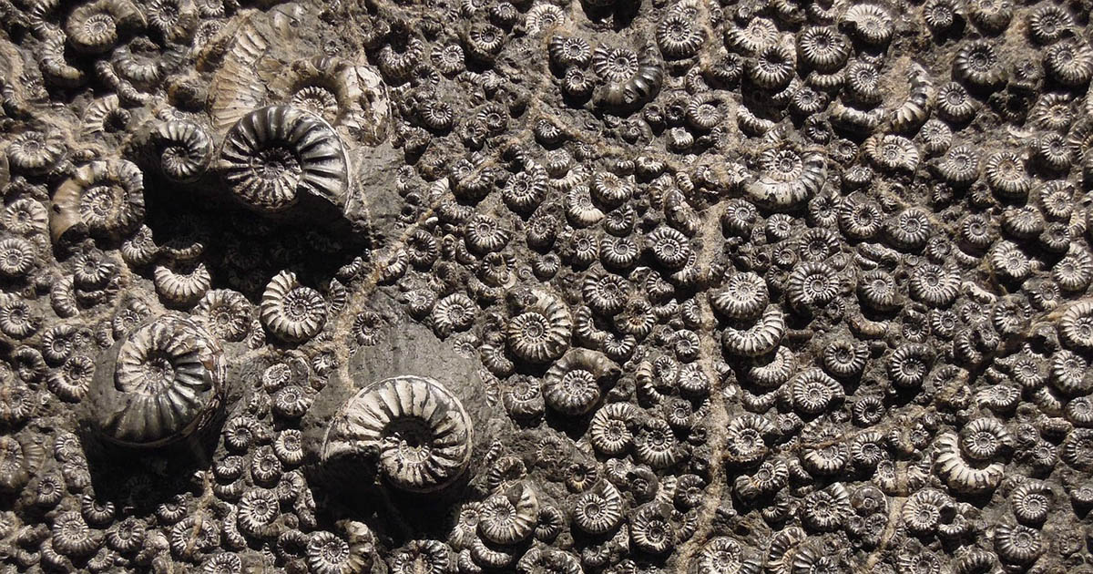 Quanto tempo ci vuole per la formazione di un fossile?