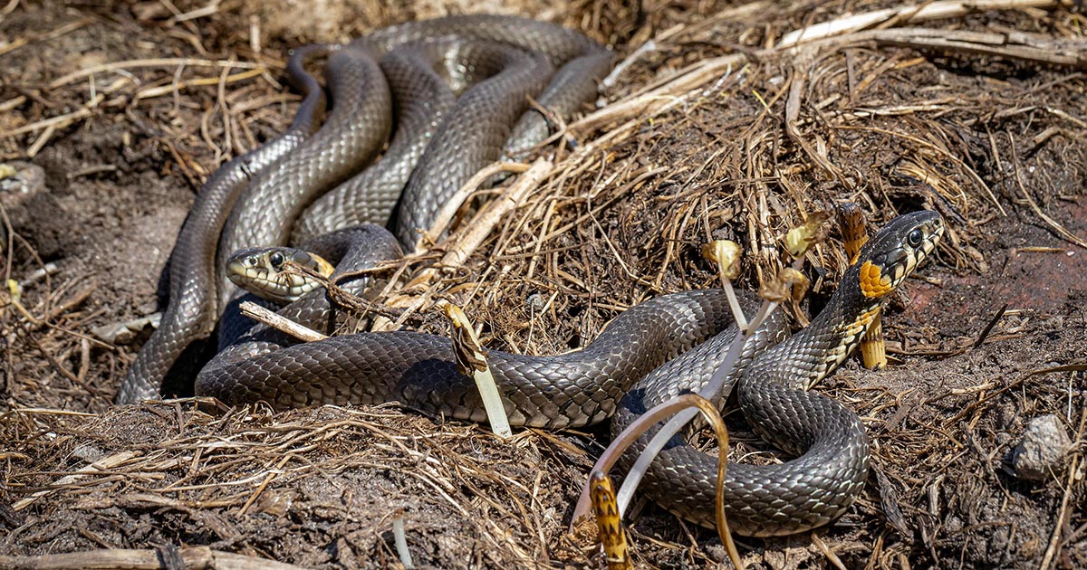 Trovati in un giardino un centinaio di serpenti velenosi