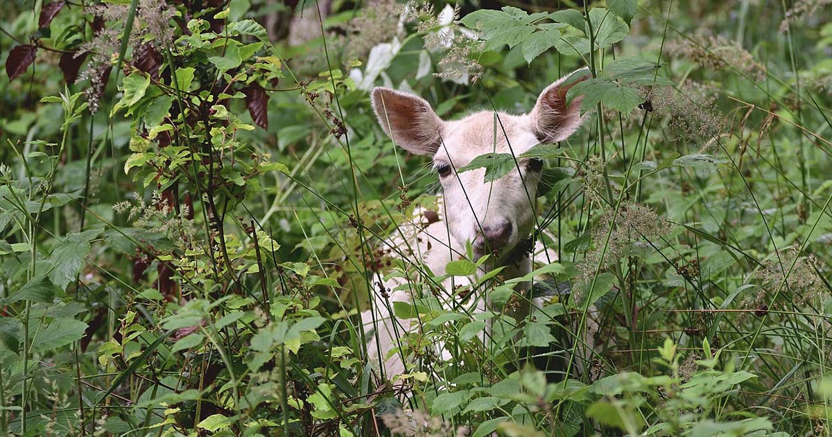Avvistati nel bosco due rari cervi albini [+FOTO]