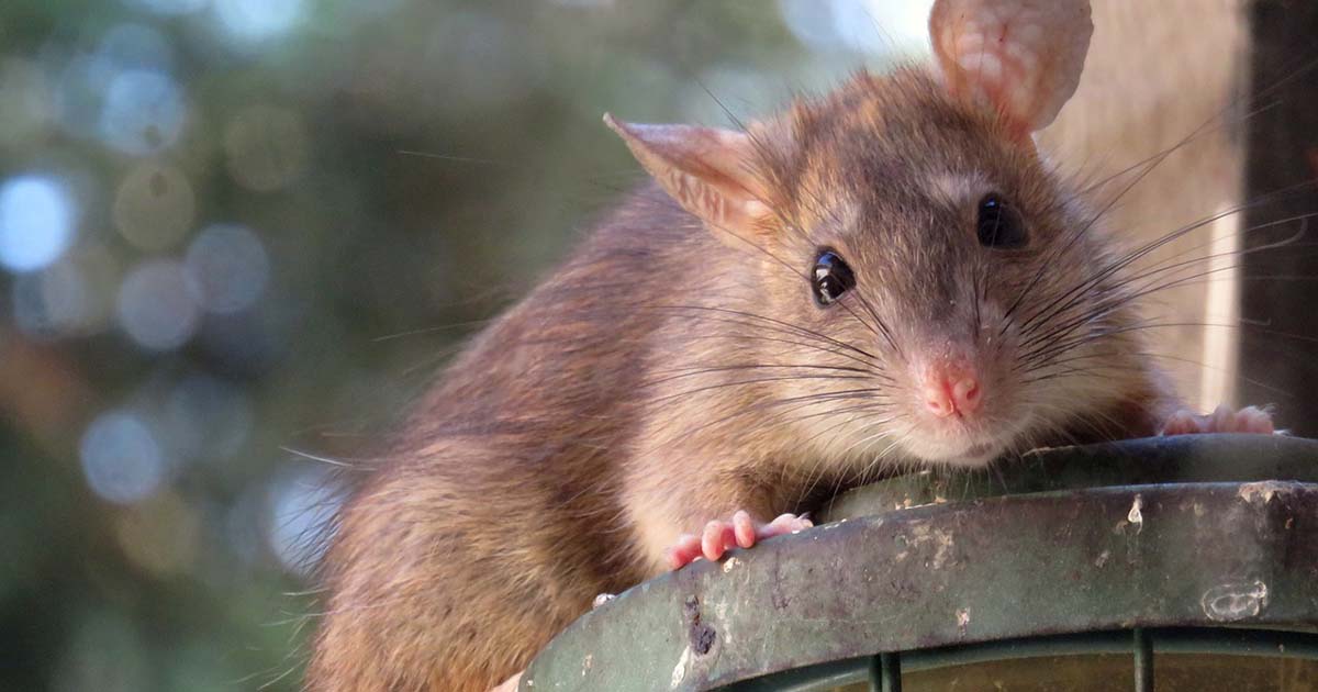 Ronin, il ratto dei record che salva vite umane [+VIDEO]