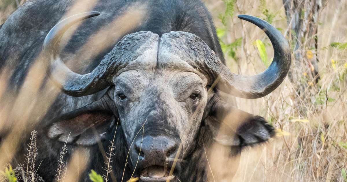 Bufalo in salotto: ex pugile sfrattato due volte per colpa del suo insolito animale domestico