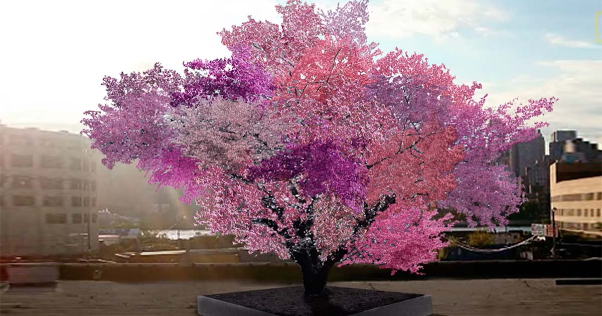 Il curioso albero che produce 40 tipi di frutta diversa [+VIDEO]