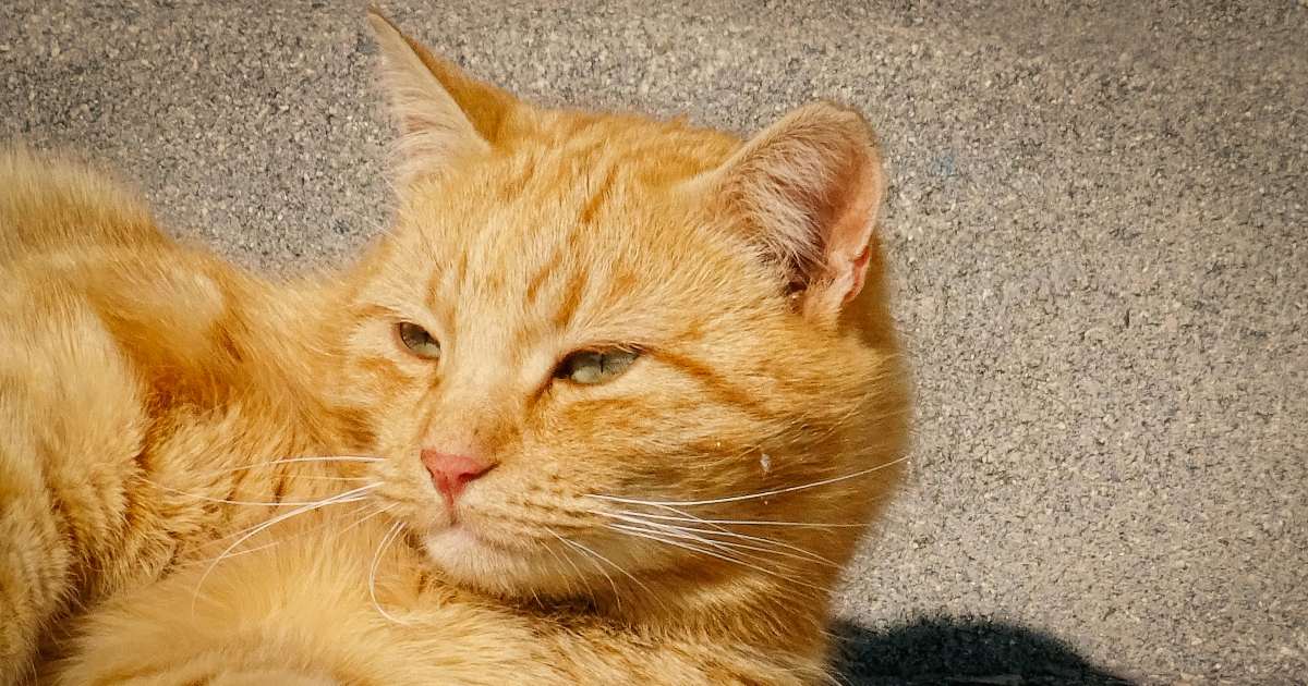 Perché ai gatti piace stare a crogiolarsi al sole?