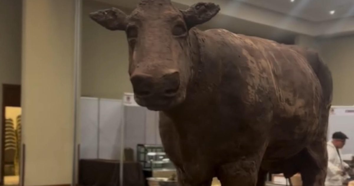 La mucca di cioccolato più grande del mondo? In Cile l’hanno fatta e pesava 550 kg