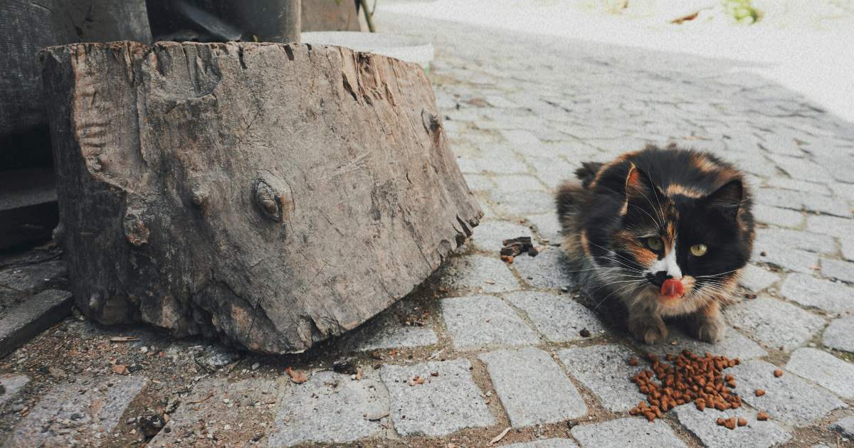 Nutre il gatto del vicino sistematicamente per attirarlo e adottarlo: finisce in tribunale