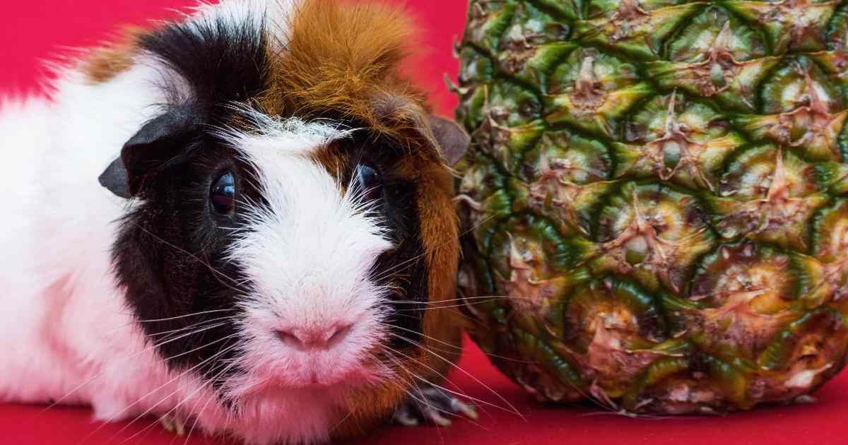 In Svizzera è illegale avere un solo porcellino d’India perché soffrirebbe di solitudine