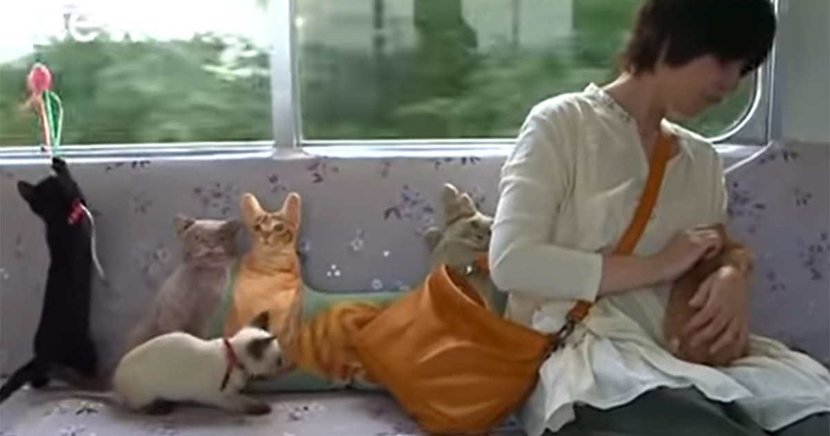 Un treno in Giappone ospita gatti randagi in cerca di famiglia [+VIDEO]