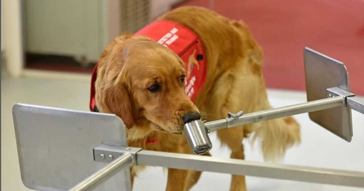 Questi cani sono in grado di fiutare il Parkinson con una precisione dell’80%