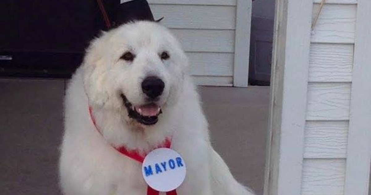 Duke, il cane sindaco eletto per tre volte in Minnesota