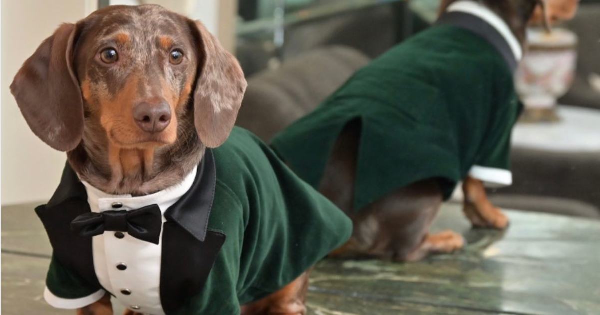 Il cane è un membro della famiglia: sentenza storica lo definisce un “parente stretto”