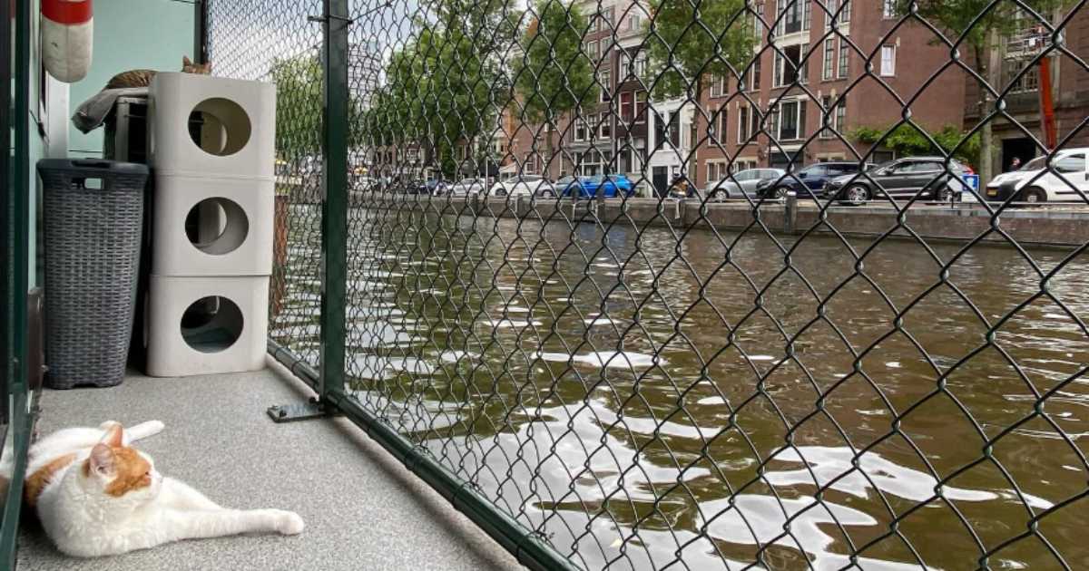 La barca dei gatti di Amsterdam: il rifugio galleggiante per mici abbandonati