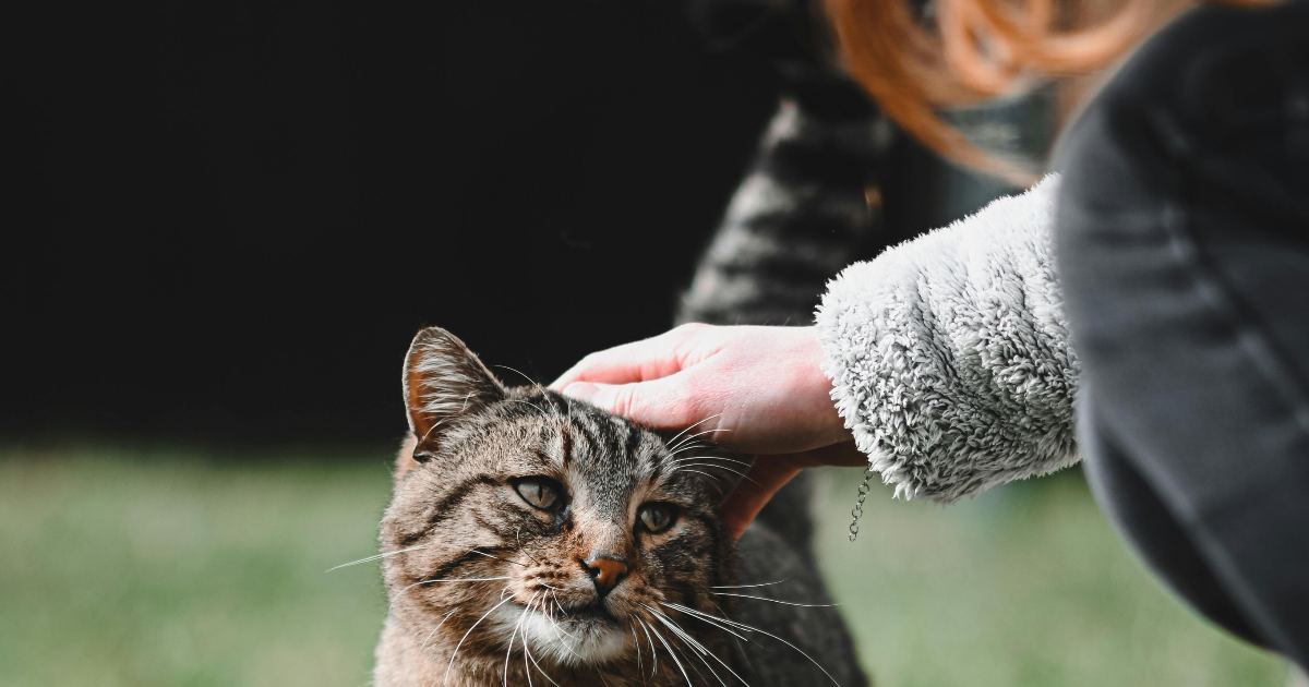 Perché il gatto alza il lato B quando lo accarezzi? Tutti i segreti di questo buffo comportamento