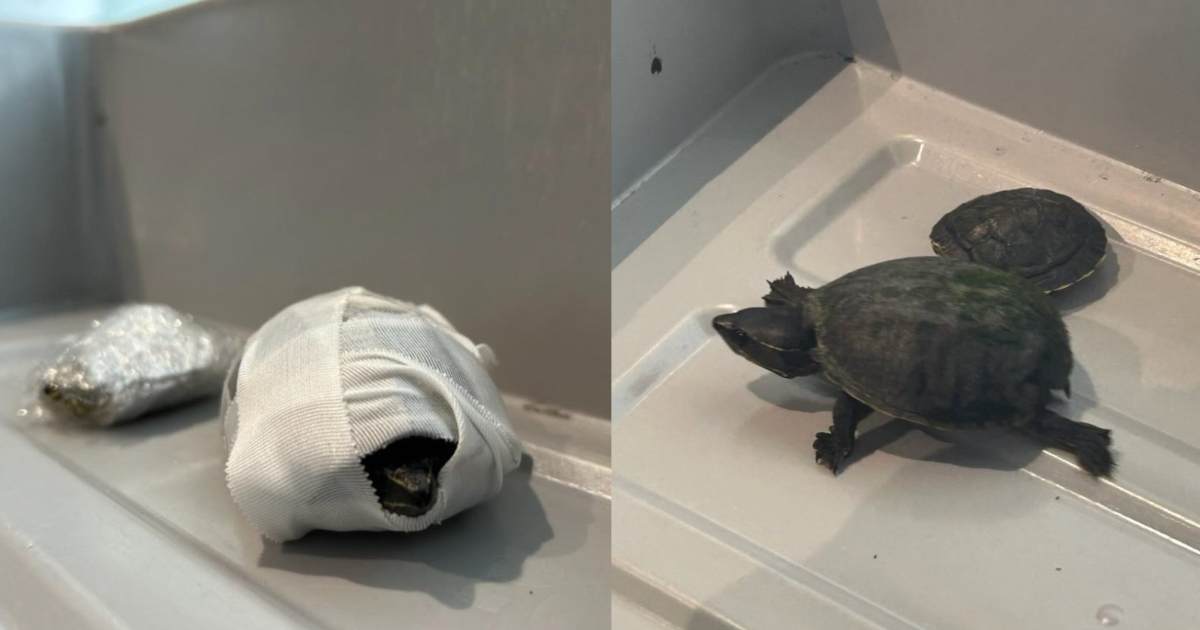 Nasconde due tartarughe nel reggiseno e cerca di imbarcarsi su un aereo