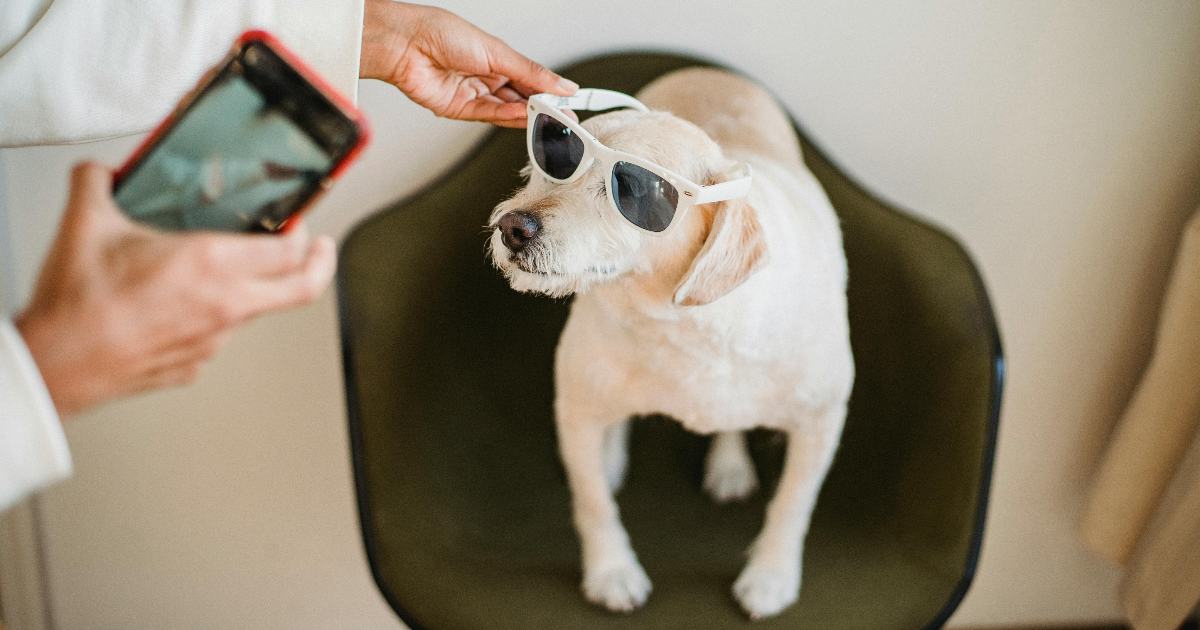 Perché i video e le foto dolci di gatti e cani uniscono le persone?