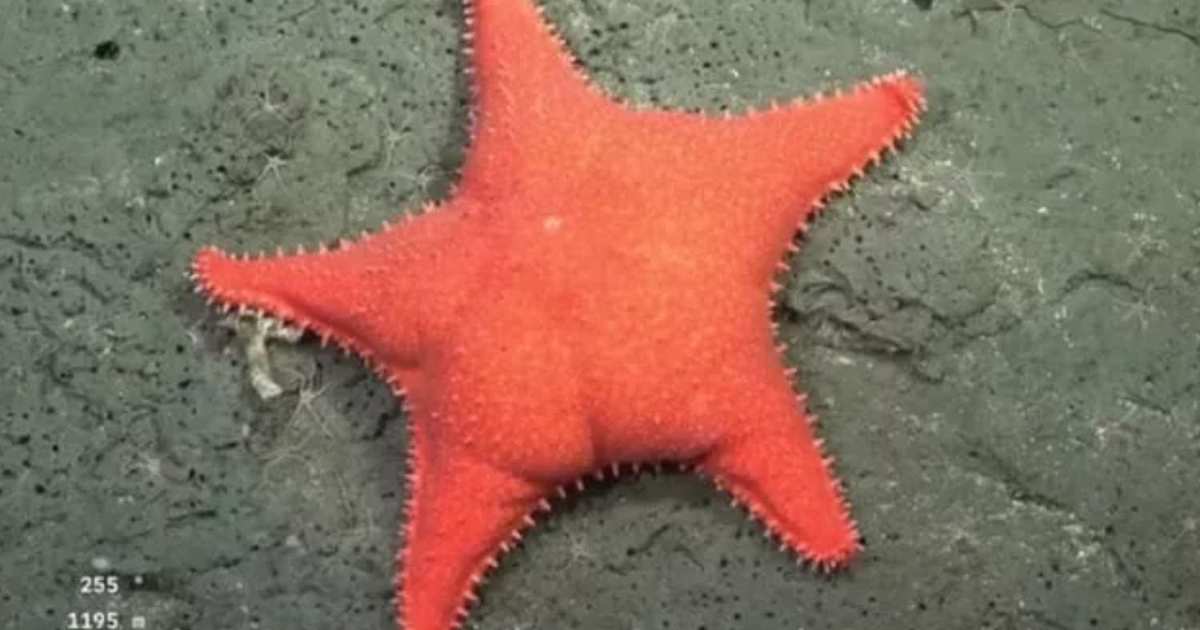 Questa stella marina dalla forma “particolare” ha fatto il giro del web: sui social piovono meme