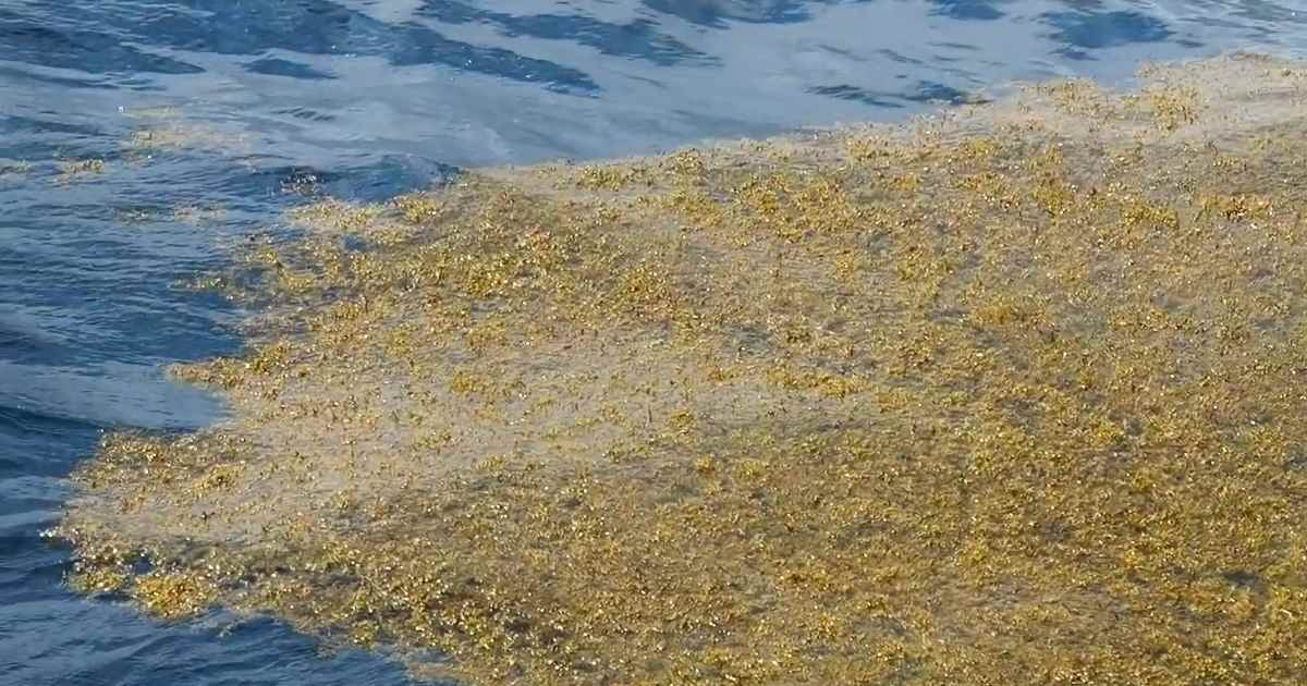 L’enorme cintura di alghe brune nell’Oceano Atlantico è visibile anche dallo Spazio [+VIDEO]