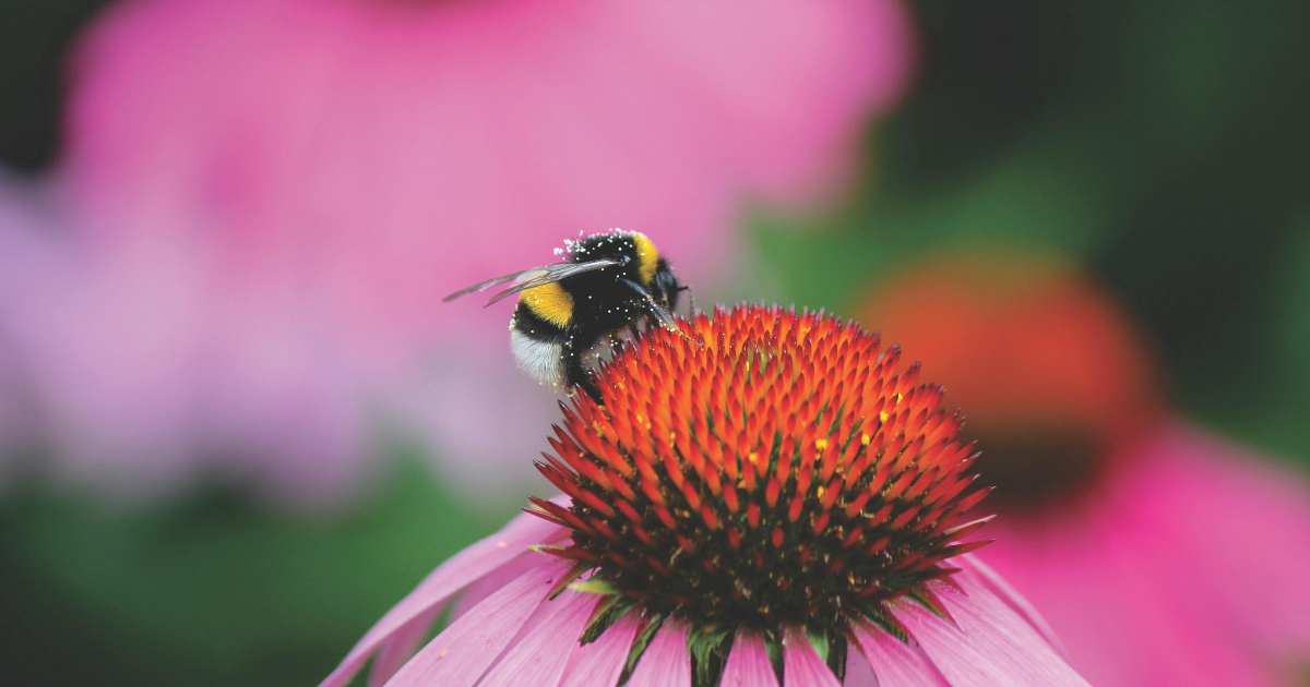 Gli scienziati hanno addestrato i bombi a comprendere una forma di codice Morse