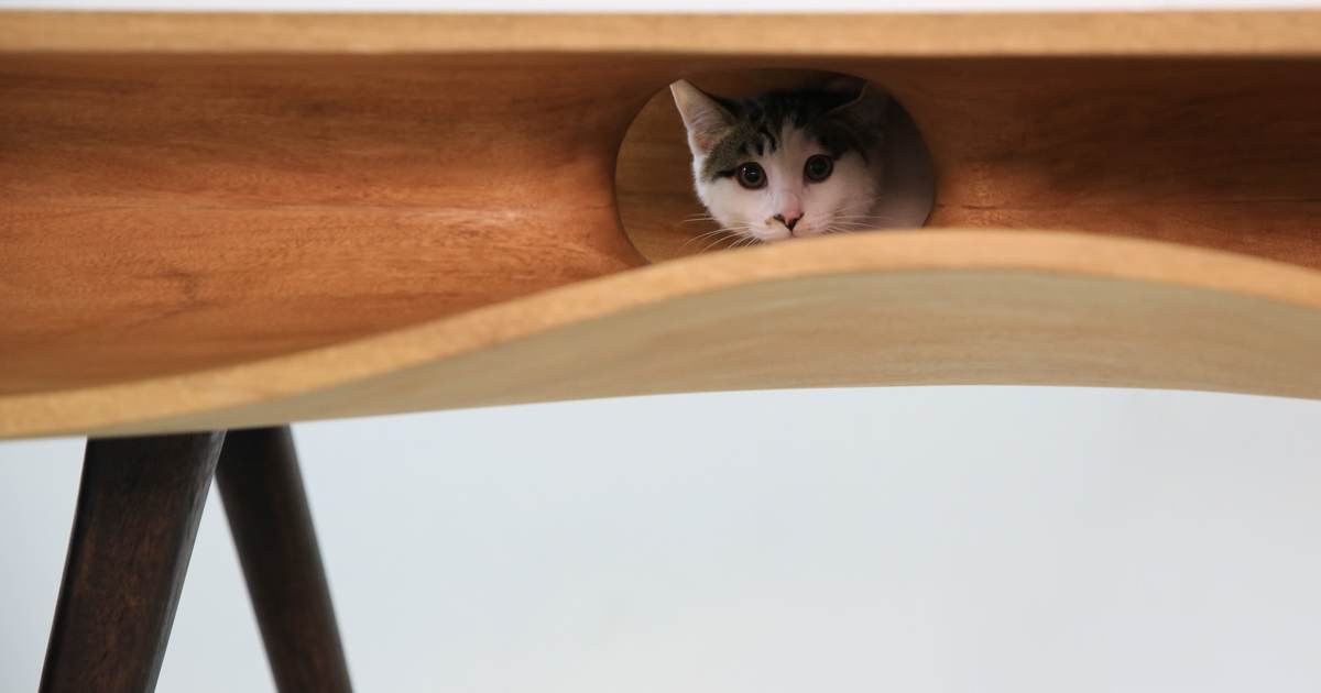 CATable, il tavolo per far divertire i gatti mentre tu lavori