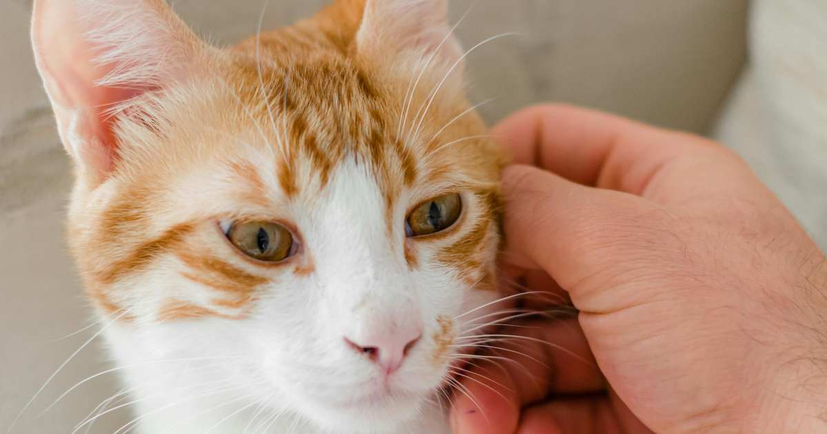 Come accarezzare i gatti, la guida infallibile per farsi amare