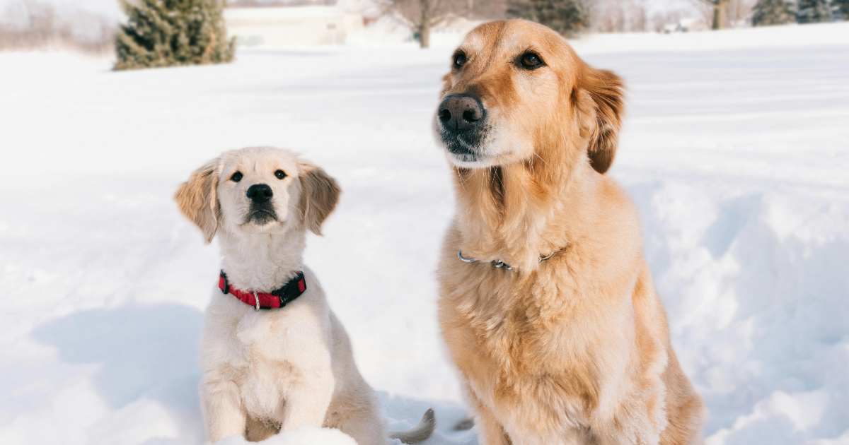 “Fa un freddo cane”: l’espressione che usiamo tutti senza sapere da dove arriva