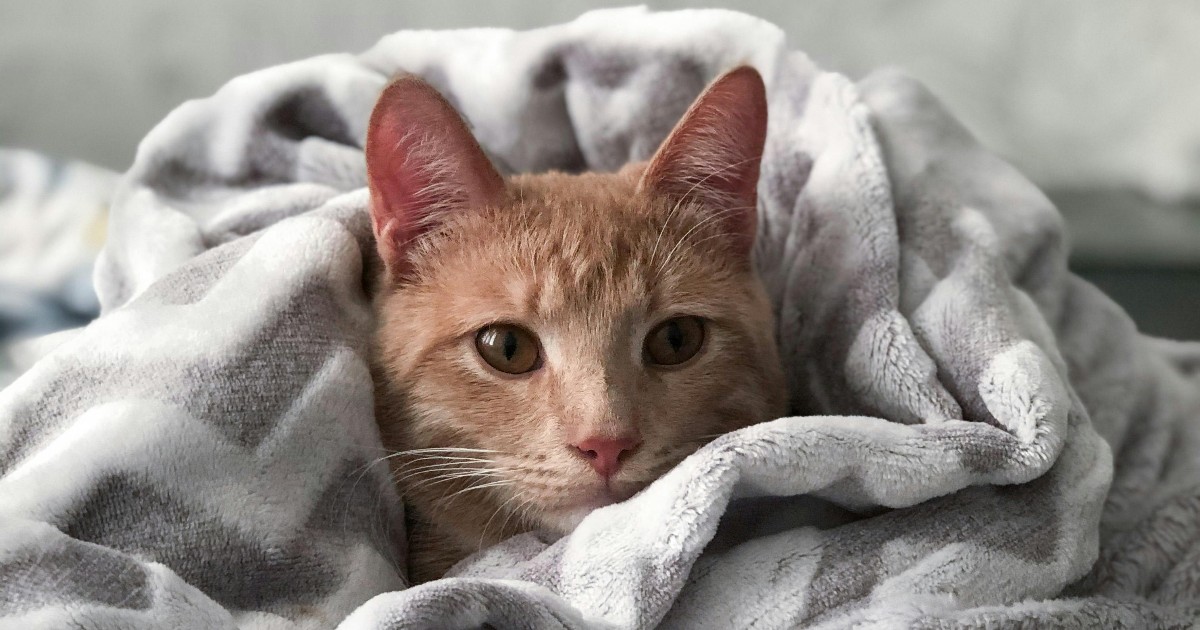 Perché i gatti amano infilarsi sotto le coperte?