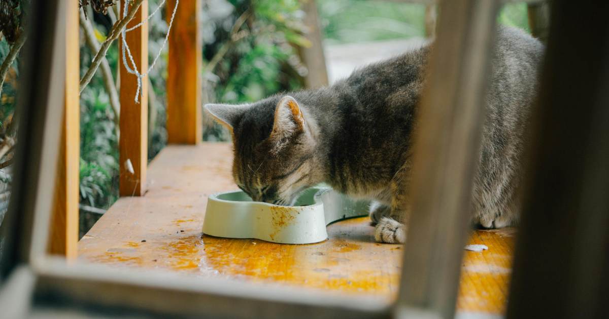 Accetta di pagare il “mantenimento” dei gatti all’ex moglie fino a 10 anni dopo il divorzio